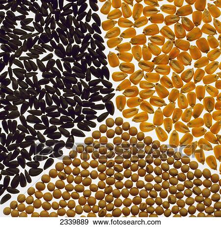 Stock Photo - Agriculture - High oil grain seeds. Clockwise from left: sunflower, corn, soybeans.. Fotosearch