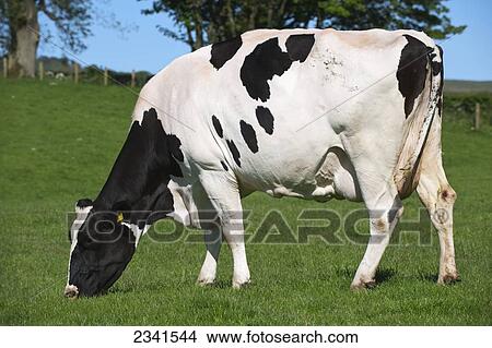 Agriculture - Holstein dairy cow grazing on a lush green pasture / Cumbria, England, United Kingdom. View Large Photo Image Picture - Agriculture - Holstein dairy cow grazing on a lush green pasture / Cumbria, England, United Kingdom.. Fotosearch