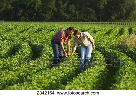 Picture - Agriculture - Husband and wife farmers inspect their mid growth soybean crop together / Minnesota, USA.. Fotosearch