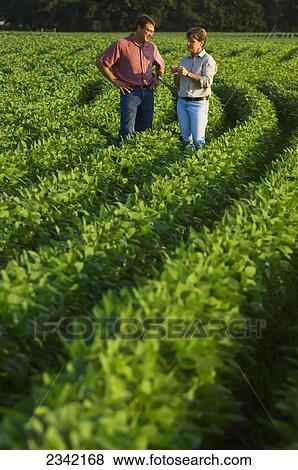 Agriculture - Husband and wife farmers inspect their mid growth soybean crop together / Minnesota, USA. View Large Photo Image Stock Photo - Agriculture - Husband and wife farmers inspect their mid growth soybean crop together / Minnesota, USA.. Fotosearch