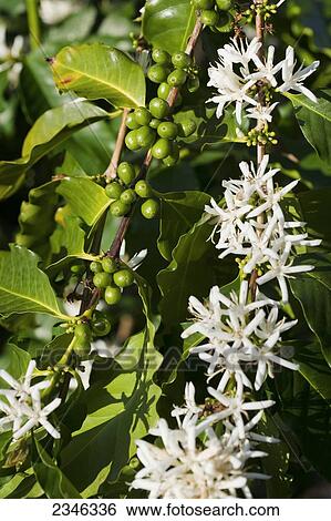 Agriculture - Kona coffee blossoms, immature green coffee cherries and foliage / Hawaii, Hawaii, USA. View Large Photo Image Stock Photograph - Agriculture - Kona coffee blossoms, immature green coffee cherries and foliage / Hawaii, Hawaii, USA.. Fotosearch