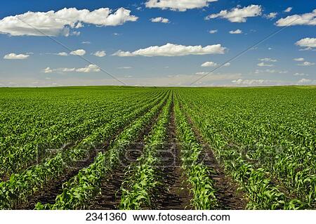 Stock Image - Agriculture - Large field of healthy early growth grain corn plants / Central Iowa, USA.. Fotosearch