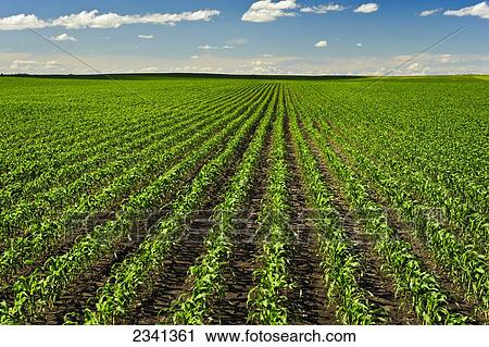 Stock Image - Agriculture - Large field of healthy early growth grain corn plants / Central Iowa, USA.. Fotosearch