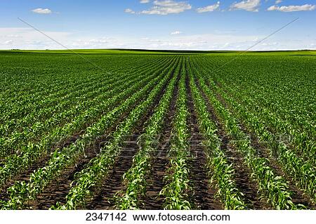 Stock Image - Agriculture - Large field of healthy early growth grain corn plants / Central Iowa, USA.. Fotosearch