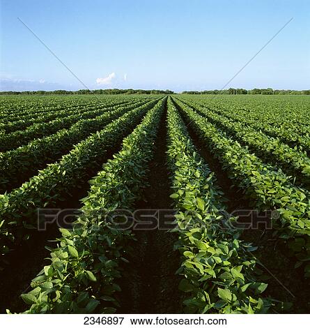 Stock Photo - Agriculture - Large field of healthy mid growth soybeans / Iowa, USA.. Fotosearch