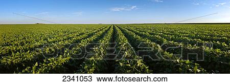 Stock Image - Agriculture - Large healthy mid growth soybean field in late afternoon light / Central Iowa, USA.. Fotosearch