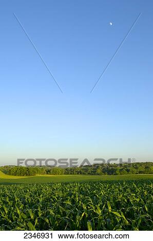 Agriculture - Large, rolling mid growth no-till grain corn field in late afternoon light with the moon above / Central Iowa, USA. View Large Photo Image Stock Image - Agriculture - Large, rolling mid growth no-till grain corn field in late afternoon light with the moon above / Central Iowa, USA.. Fotosearch
