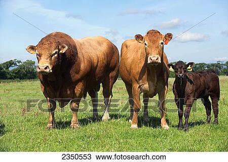 Agriculture - Limousin bull, cow and calf standing side by side on a green pasture / United Kingdom. View Large Photo Image Stock Image - Agriculture - Limousin bull, cow and calf standing side by side on a green pasture / United Kingdom.. Fotosearch