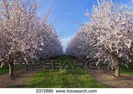 Stock Photography - Agriculture - Looking down between rows of almond trees in full Spring bloom / near College City, Northern California, USA.. Fotosearch