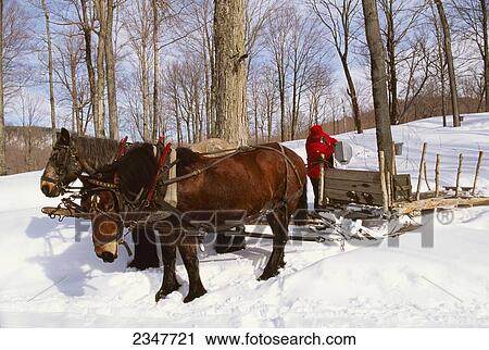 Agriculture - Maple sugaring with a team of Belgian horses in a maple grove in winter / Vermont, USA. View Large Photo Image Stock Image - Agriculture - Maple sugaring with a team of Belgian horses in a maple grove in winter / Vermont, USA.. Fotosearch