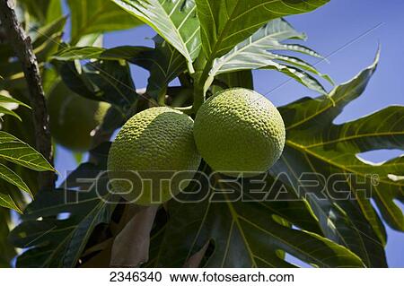 Stock Image - Agriculture - Mature breadfruit on the tree, a staple food cultivated in many tropical regions / Hawaii, USA.. Fotosearch