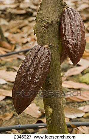 Agriculture - Mature brown cacao pods on the tree / Hawaii, USA. View Large Photo Image Stock Photo - Agriculture - Mature brown cacao pods on the tree / Hawaii, USA.. Fotosearch