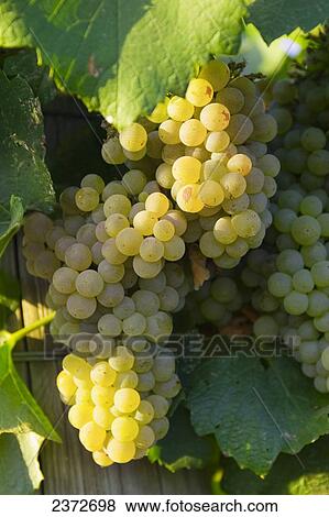 Stock Photo - Agriculture - Mature Chardonnay wine grape clusters on the vine / near Orland, California, USA.. Fotosearch