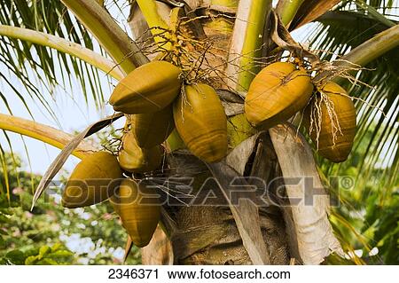 Stock Image - Agriculture - Mature coconuts (Cocos nucifera) on a coconut palm tree / Kona, Hawaii, USA.. Fotosearch
