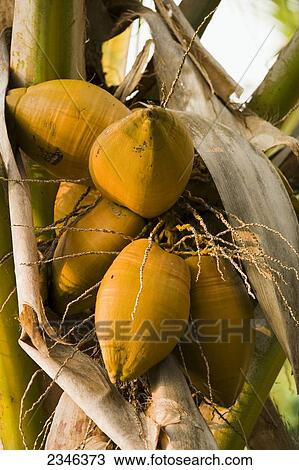 Stock Image - Agriculture - Mature coconuts (Cocos nucifera) on a coconut palm tree / Kona, Hawaii, USA.. Fotosearch