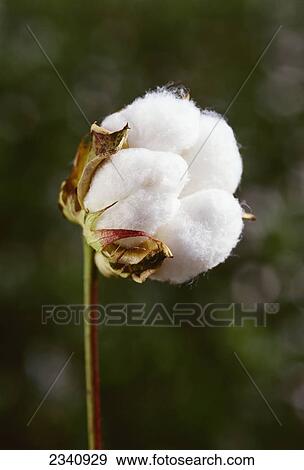 Stock Photo - Agriculture - Mature cotton boll in the process of opening / Texas, USA.. Fotosearch