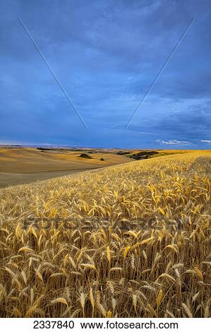 Stock Image - Agriculture - Mature crop of barley in early morning light with wheat fields in the background / near Pullman, Washington, USA.. Fotosearch