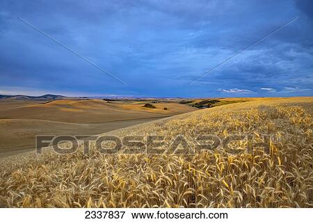 Agriculture - Mature crop of barley in early morning light with wheat fields in the background / near Pullman, Washington, USA. View Large Photo Image Stock Photo - Agriculture - Mature crop of barley in early morning light with wheat fields in the background / near Pullman, Washington, USA.. Fotosearch