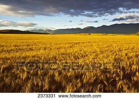 Agriculture - Mature crop of wheat in early morning light / Mission Valley, near Polson, Montana, USA. View Large Photo Image Stock Image - Agriculture - Mature crop of wheat in early morning light / Mission Valley, near Polson, Montana, USA.. Fotosearch