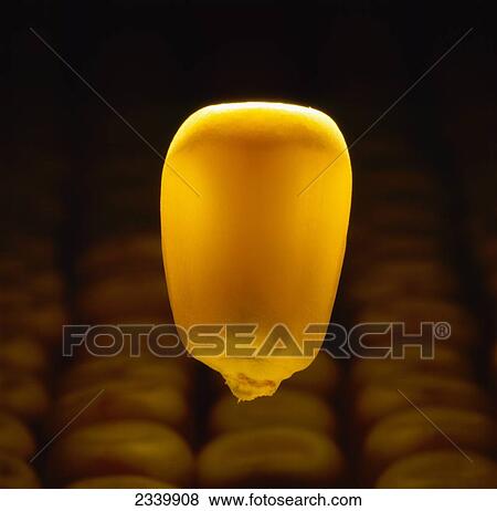 Agriculture - Mature grain corn kernel with corn kernels in the background, on black, in studio. View Large Photo Image Stock Photo - Agriculture - Mature grain corn kernel with corn kernels in the background, on black, in studio.. Fotosearch