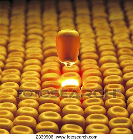 Stock Photograph - Agriculture - Mature grain corn kernel floating above layer of corn with light emanating from the opening of the missing kernel, in studio.. Fotosearch