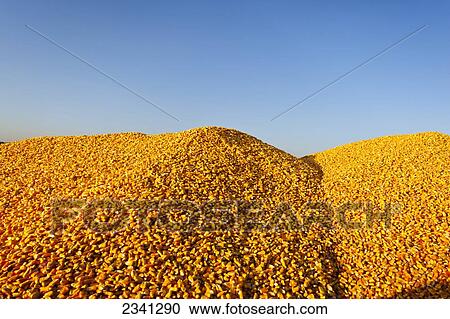 Stock Image - Agriculture - Mature grain corn kernels piled up in a grain wagon during the Autumn harvest / Central Iowa, USA.. Fotosearch