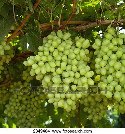 Picture - Agriculture - Mature, harvest ready bunch of Thompson Seedless table grapes on the vine / Kern County, California, USA.. Fotosearch