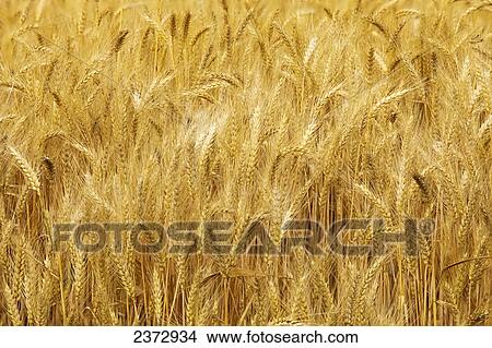 Picture - Agriculture - Mature harvest ready bearded wheat heads / Palouse Region, Washington, USA.. Fotosearch