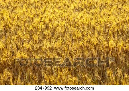 Agriculture - Mature harvest ready bearded wheat heads backlit by early morning light / Palouse Region, Washington, USA. View Large Photo Image Stock Image - Agriculture - Mature harvest ready bearded wheat heads backlit by early morning light / Palouse Region, Washington, USA.. Fotosearch