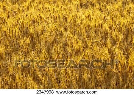 Stock Photo - Agriculture - Mature harvest ready bearded wheat heads backlit by early morning light / Palouse Region, Washington, USA.. Fotosearch