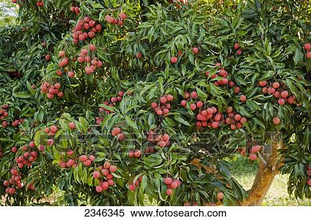 Stock Photography - Agriculture - Mature lychee fruit on the tree. Lychee is a tropical fruit native to Southern China, but now found in many tropical regions of the world / Hawaii, USA.. Fotosearch