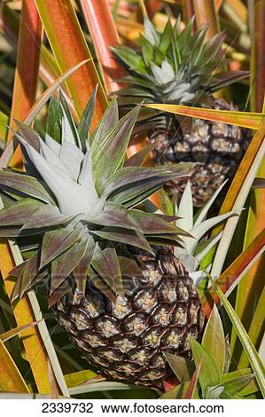 Agriculture - Mature pineapples growing in the field / Hawaii, USA. View Large Photo Image Stock Image - Agriculture - Mature pineapples growing in the field / Hawaii, USA.. Fotosearch