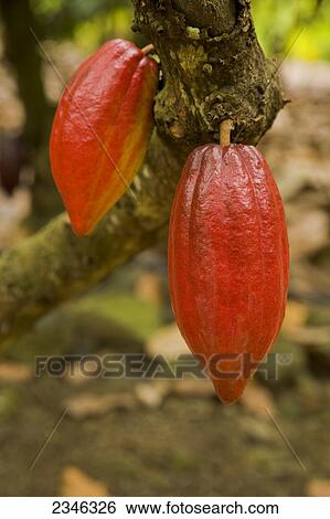 Stock Photograph - Agriculture - Mature red cacao pods on the tree / Hawaii, USA.. Fotosearch