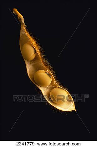 Agriculture - Mature soybean pod, cracked open showing beans / Illinois, USA. View Large Photo Image Stock Photo - Agriculture - Mature soybean pod, cracked open showing beans / Illinois, USA.. Fotosearch