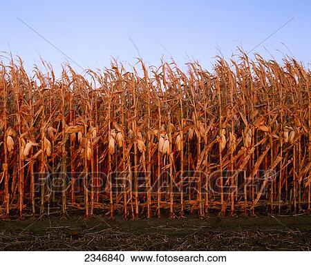 Stock Image - Agriculture - Mature stand of grain corn at harvest showing large ears on plants / Northeast Iowa, USA.. Fotosearch