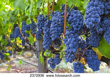 Stock Photograph - Agriculture - Mature Syrah (aka. Shiraz) wine grape clusters on the vine / Shenandoah Valley, Amador County, California, USA.. Fotosearch