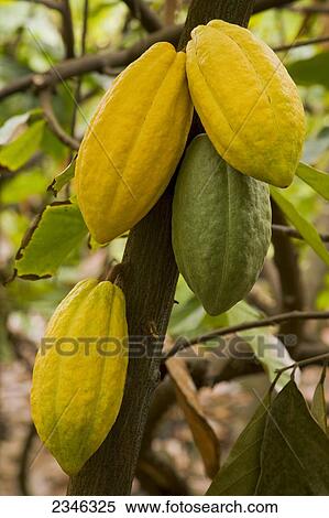 Agriculture - Mature yellow ochre and maturing green cacao pods on the tree / Hawaii, USA. View Large Photo Image Stock Photography - Agriculture - Mature yellow ochre and maturing green cacao pods on the tree / Hawaii, USA.. Fotosearch