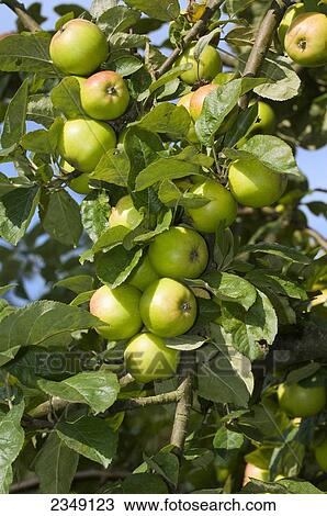 Stock Image - Agriculture - Maturing apples on the tree / Wales, United Kingdom.. Fotosearch