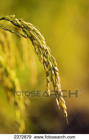 Stock Photo - Agriculture - Maturing head of rice in the field / Sacramento Valley, California, USA.. Fotosearch