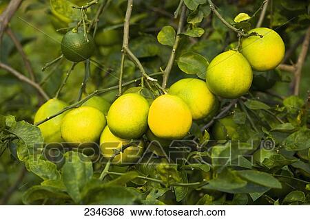 Agriculture - Maturing Meyer lemons on the tree / Kona, Hawaii, USA. View Large Photo Image Stock Photo - Agriculture - Maturing Meyer lemons on the tree / Kona, Hawaii, USA.. Fotosearch