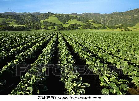 Stock Image - Agriculture - Mid growth cauliflower field with the Santa Lucia Mountains in the background / Salinas Valley, California, USA.. Fotosearch