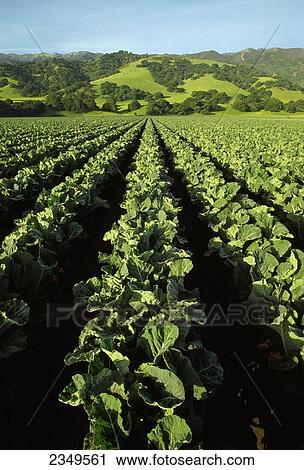 Stock Image - Agriculture - Mid growth cauliflower field with the Santa Lucia Mountains in the background / Salinas Valley, California, USA.. Fotosearch