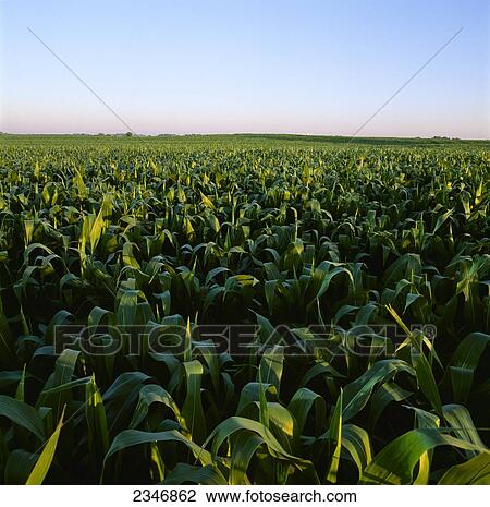 Stock Image - Agriculture - Mid growth pre-tassel stage grain corn field in early morning light / Central Iowa, USA.. Fotosearch