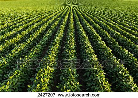 Stock Photo - Agriculture - Mid growth soybean field / Iowa, USA.. Fotosearch