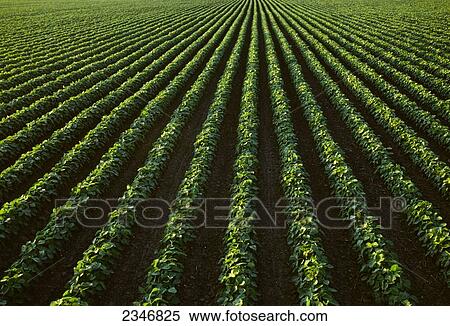 Stock Photography - Agriculture - Mid growth soybean field in July / Central Iowa, USA.. Fotosearch
