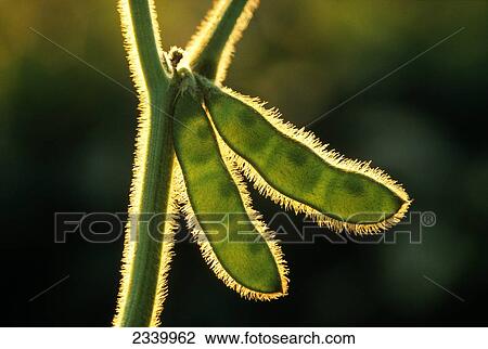 Agriculture - Mid season green soybean pods backlit by the sun / Iowa, USA. View Large Photo Image Stock Image - Agriculture - Mid season green soybean pods backlit by the sun / Iowa, USA.. Fotosearch