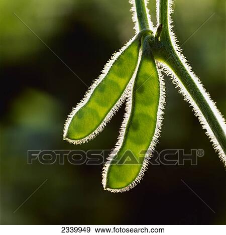 Stock Photo - Agriculture - Mid season green soybean pods backlit by the sun / Iowa, USA.. Fotosearch