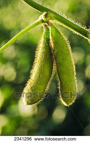 Agriculture - Mid season green soybean pods on the plant / Central Iowa, USA. View Large Photo Image Stock Photograph - Agriculture - Mid season green soybean pods on the plant / Central Iowa, USA.. Fotosearch