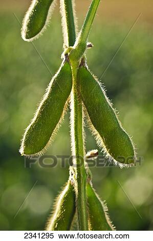 Stock Photography - Agriculture - Mid season green soybean pods on the plant / Central Iowa, USA.. Fotosearch