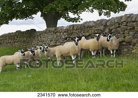 Stock Image - Agriculture - Mule lambs on a green pasture next to a stone fence. Mule sheep are a crossbred between a Bluefaced Leicester ram over a Swaledale or Blackface ewe. They are very prolific with hybrid vigor / Northumberland, England, United Kingdom.. Fotosearch